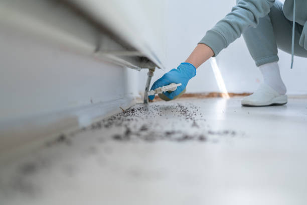 Professional Pest Control in Rice Lake, MN